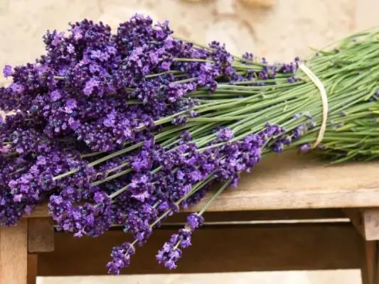 Bí mật của Lavender- Cây thảo mộc cho sức khỏe và làm đẹp