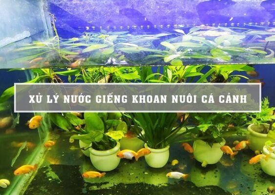 Cách xử lý nước giếng để nuôi cá hiệu quả: Hướng dẫn chi tiết