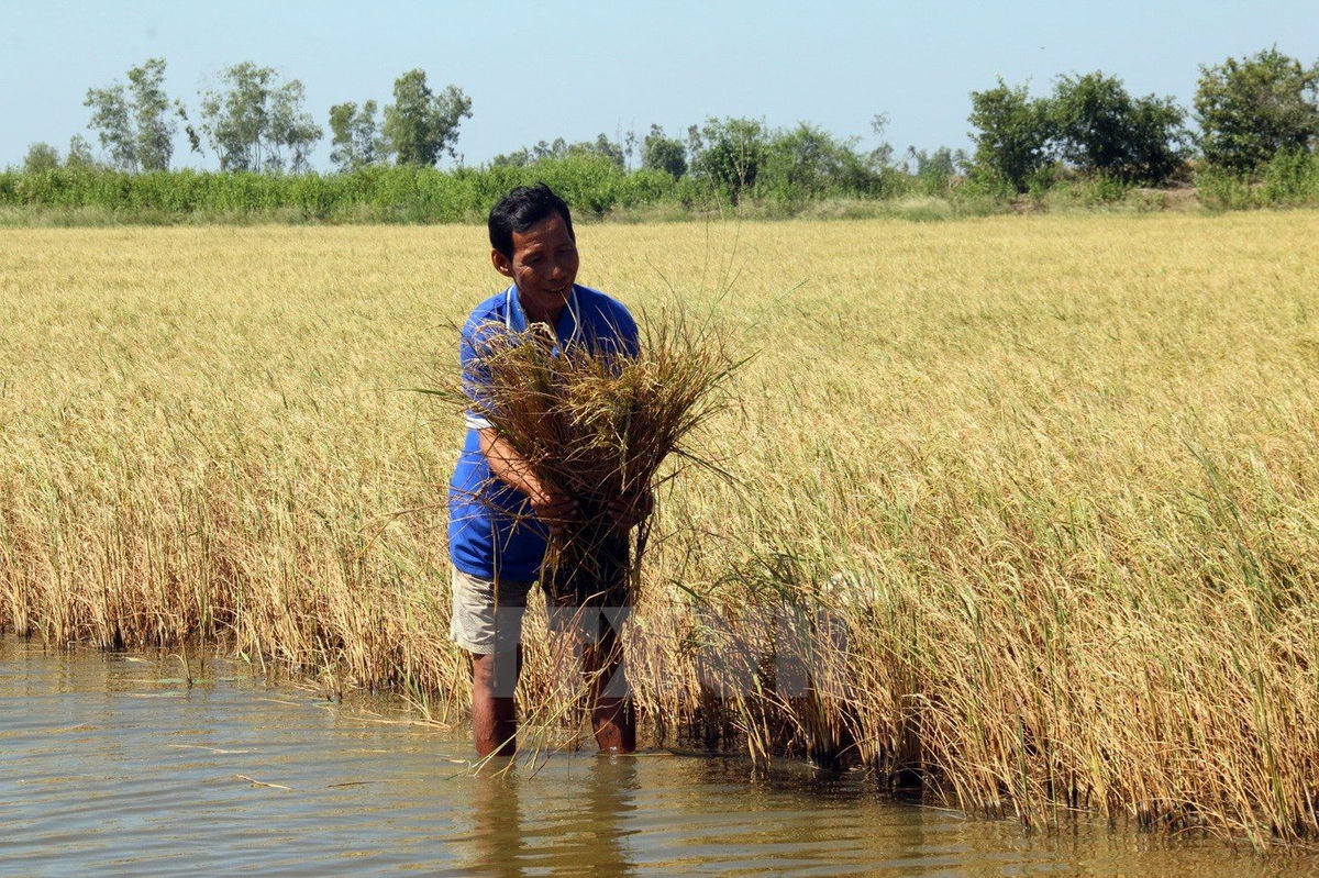 Nước nhiễm mặn ảnh hưởng lớn đến trồng trọt