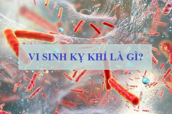 Vi sinh kỵ khí trong xử lý nước thải: Ưu điểm và ứng dụng