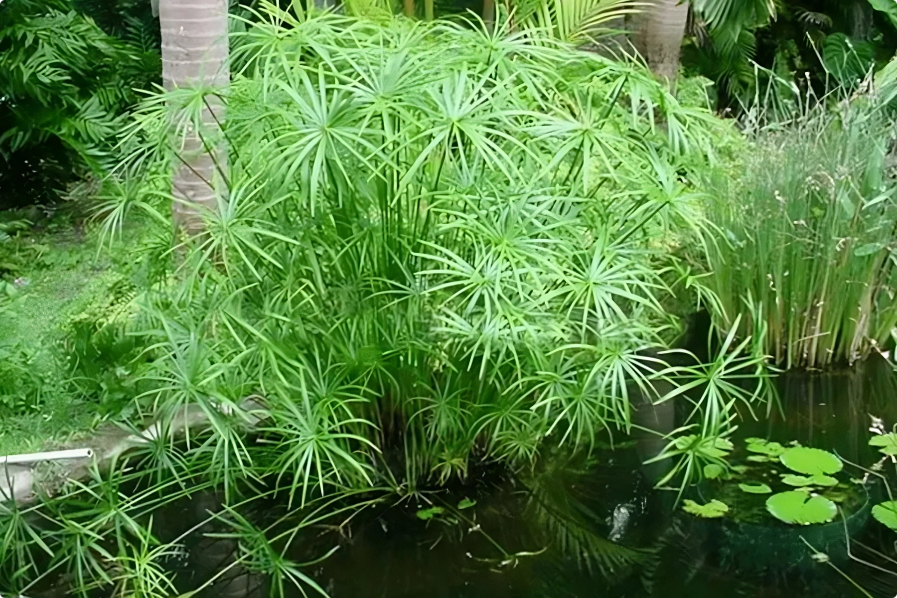 Cơ chế hoạt động của xử lý nước thải chăn nuôi bằng thực vật 