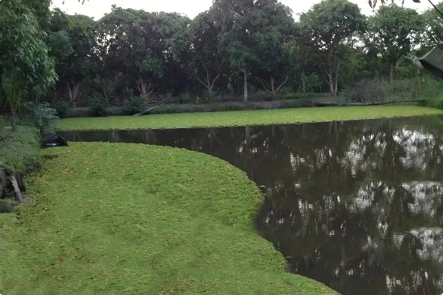 Xử lý nước thải chăn nuôi bằng thực vật